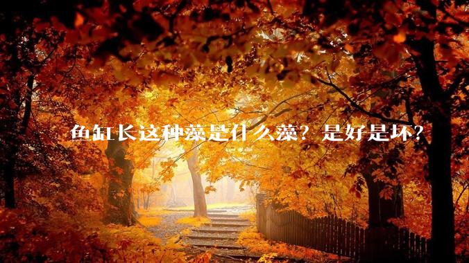 鱼缸长这种藻是什么藻?是好是坏?