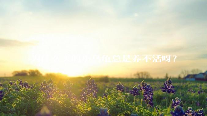 为什么买的小乌龟总是养不活呀?